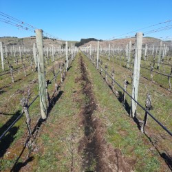 Craggy Range trial holds water, nutrients  