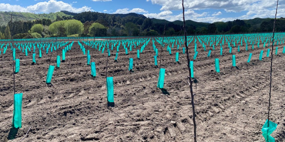 Horticultural Hub boosted in Wairoa