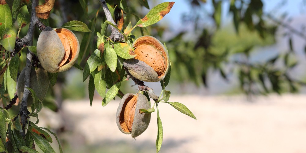 Almonds feasible for HB?