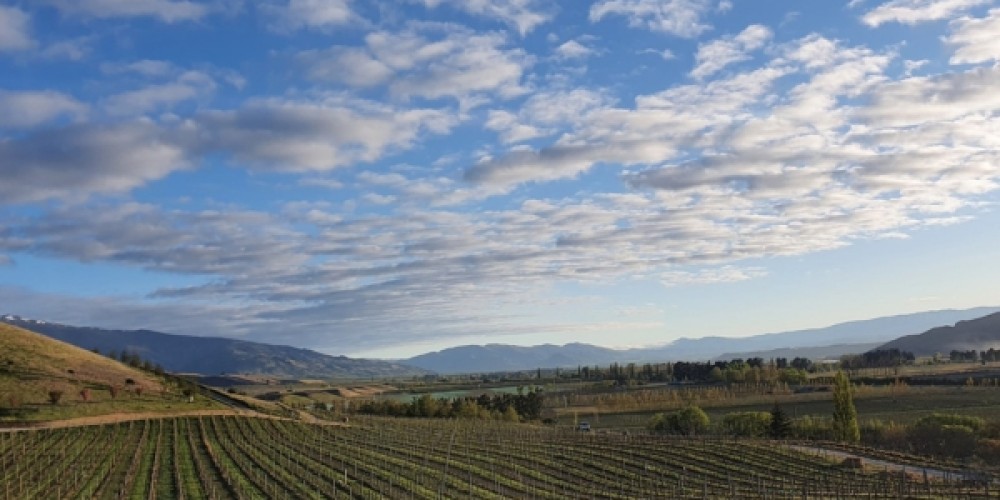 Transforming vineyard operations through the adoption of technology in winemaking Transforming vineyard operations through the adoption of technology in winemaking