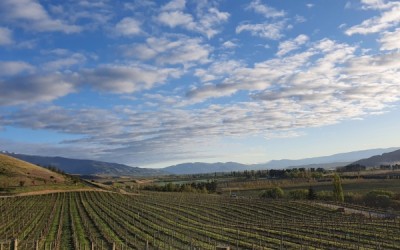 Transforming vineyard operations through the adoption of technology in winemaking