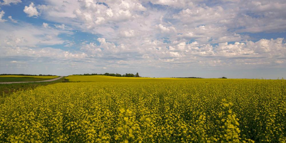 Researchers issue a warning to take immediate action in enhancing agricultural resilience.