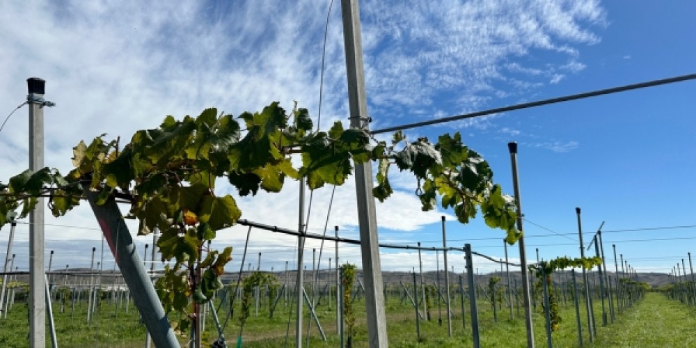 Greencollar celebrates first harvest