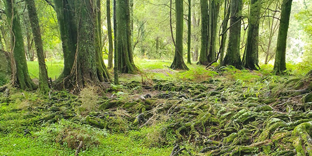 Preserving Hawke's Bay's Natural Treasure - Pan Pac's Commitment to Pakuratahi Bush Conservation