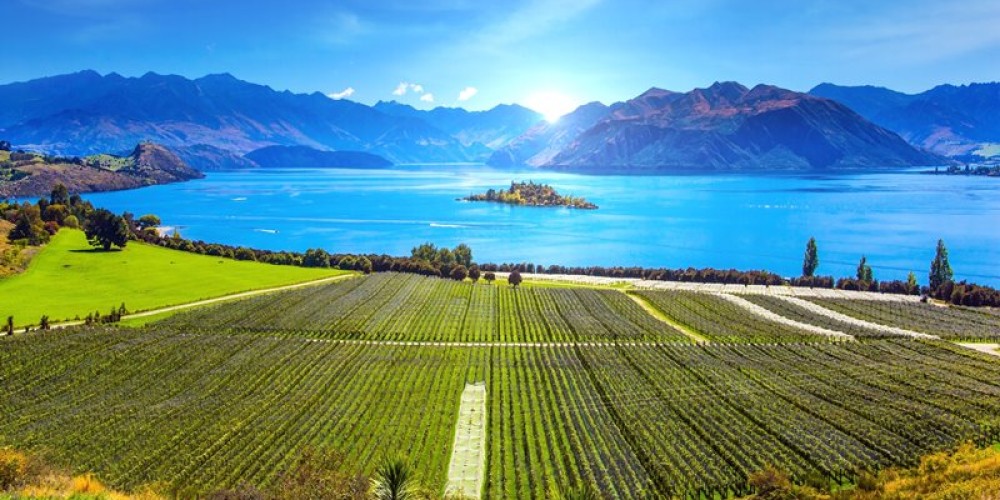 New Zealand Chardonnay - A Small but Growing Force in Global Wine Exports New Zealand Chardonnay - A Small but Growing Force in Global Wine Exports