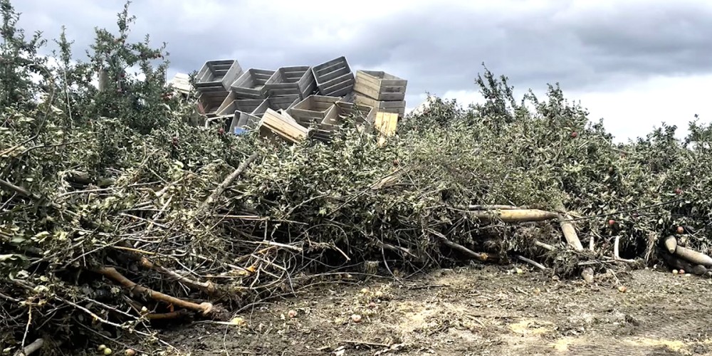 Apple and grape damage in HB