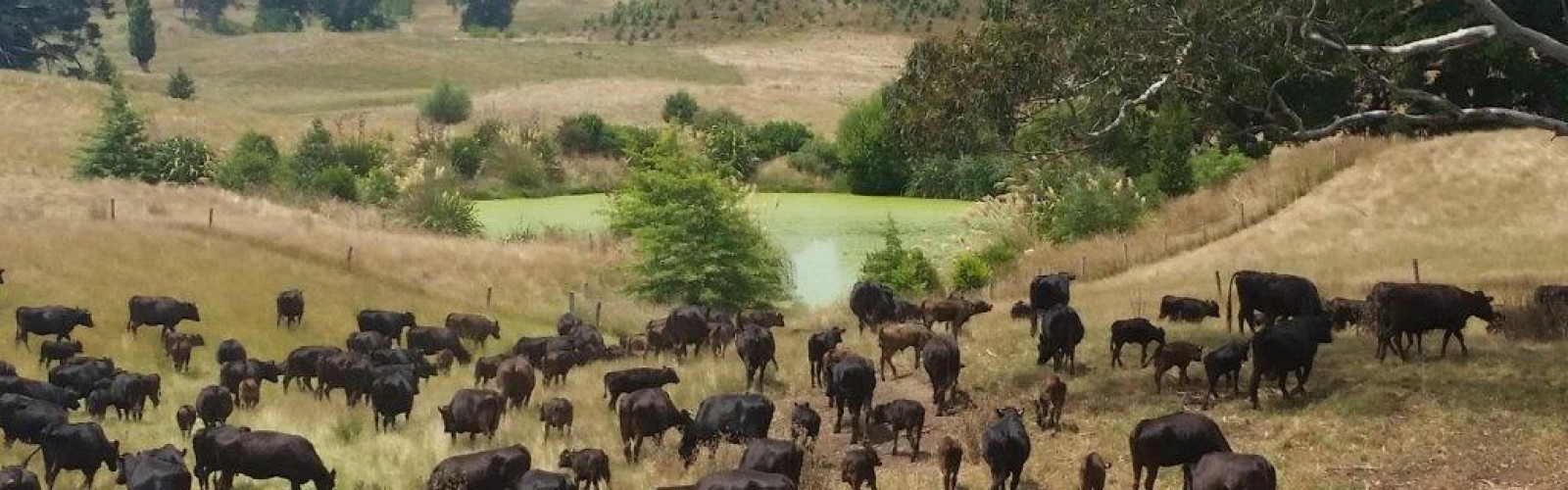 Cattle amidst trees